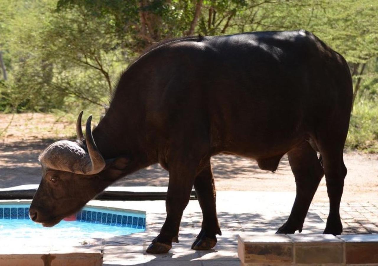 Twiga Lodge Mabalingwe Bela-Bela Eksteriør billede